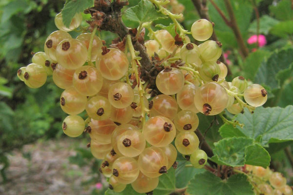 White Pearl Currant
